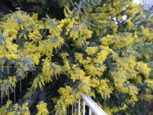 The good news! My wattle in glorious bloom